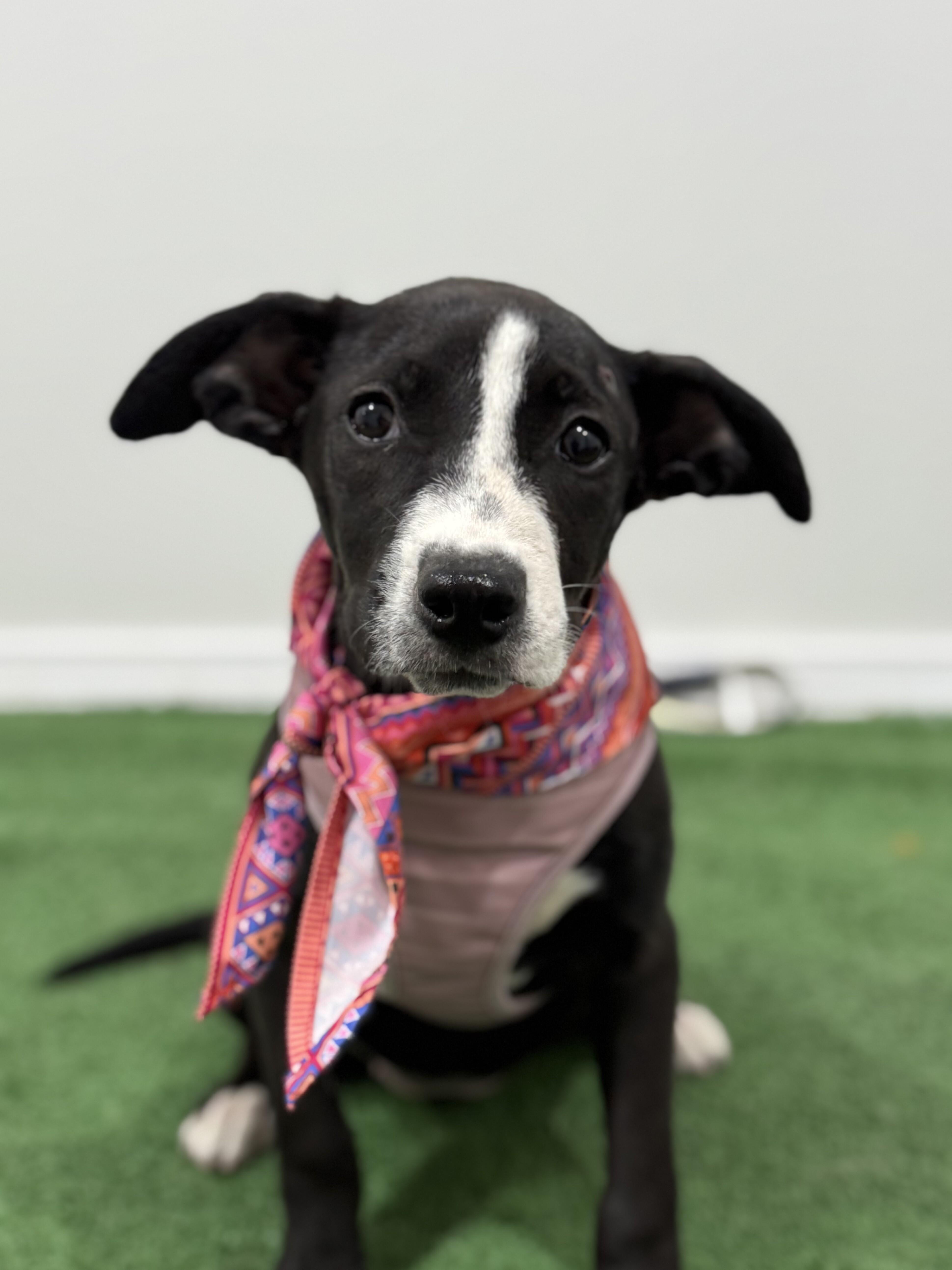 Watsonville Animal Shelter Dogs for Adoption: Find Your Furry Friend