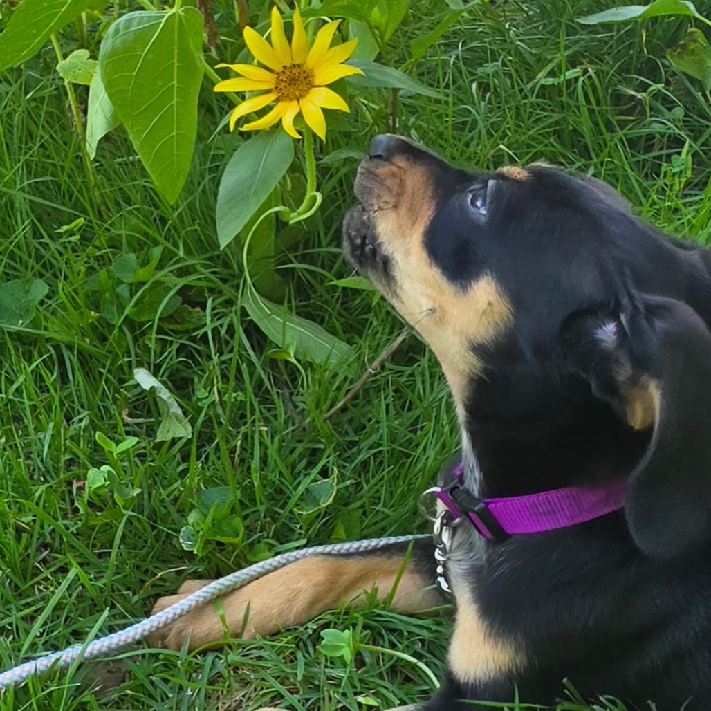 Enlarge Roxie 2314, a Adoptable Mixed Breed in Kansas City, MO image 2/6