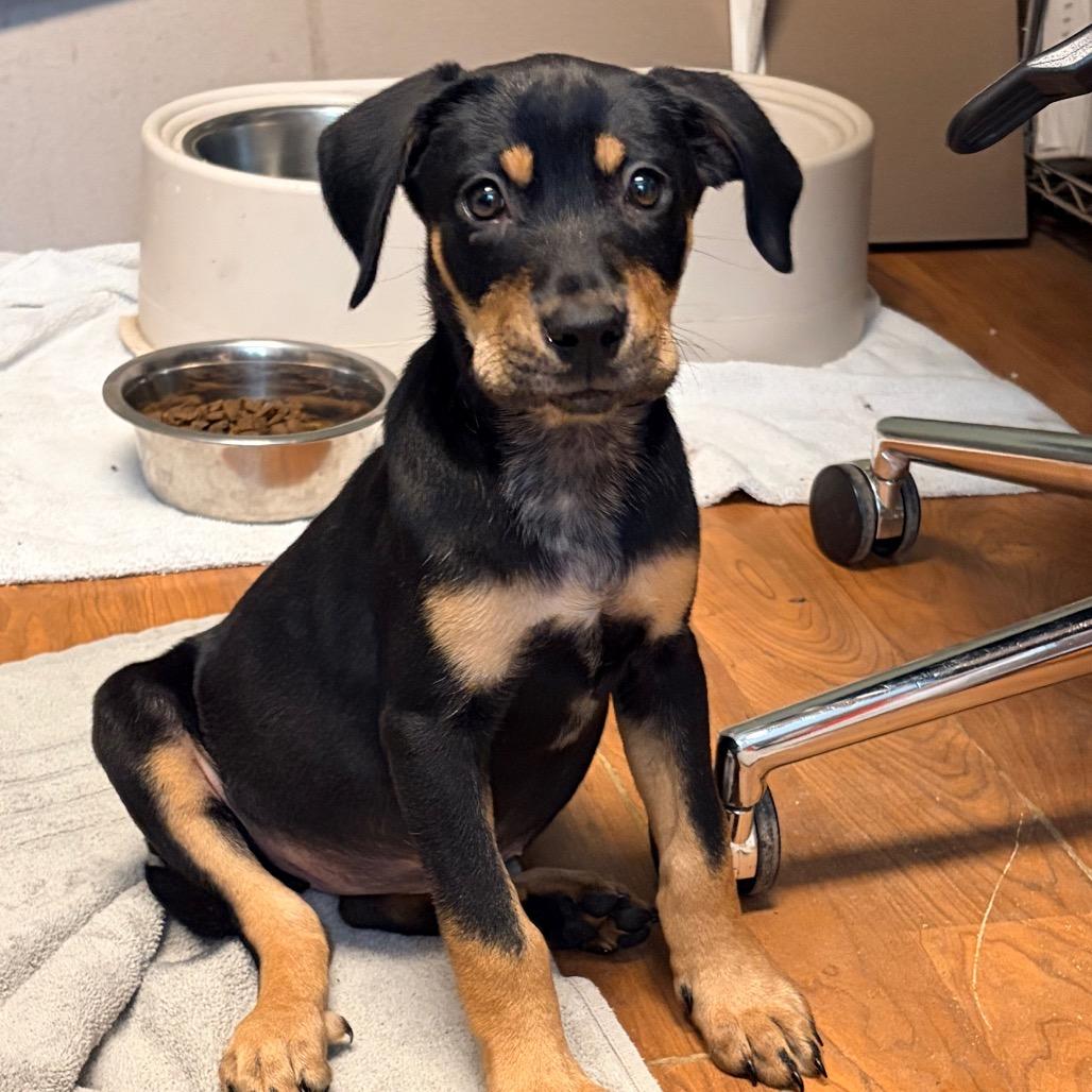 Enlarge Roxie 2314, a Adoptable Mixed Breed in Kansas City, MO image 3/6