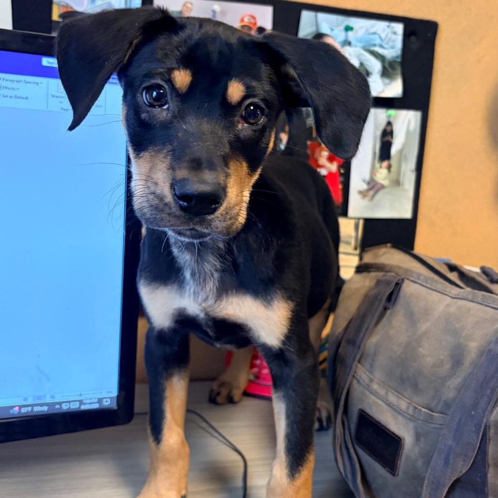 Enlarge Roxie 2314, a Adoptable Mixed Breed in Kansas City, MO image 4/6