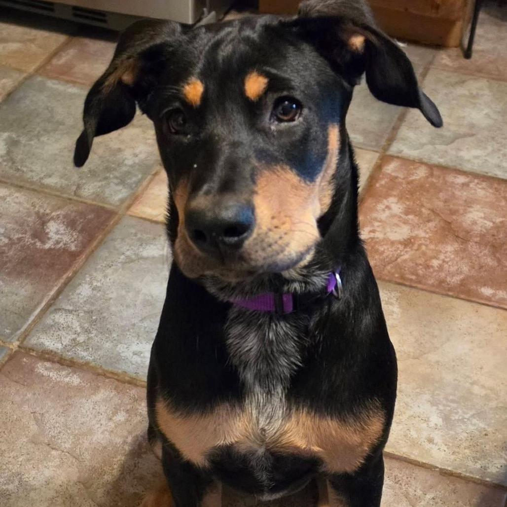 Roxie 2314, Adoptable, Puppy Female Mixed Breed.