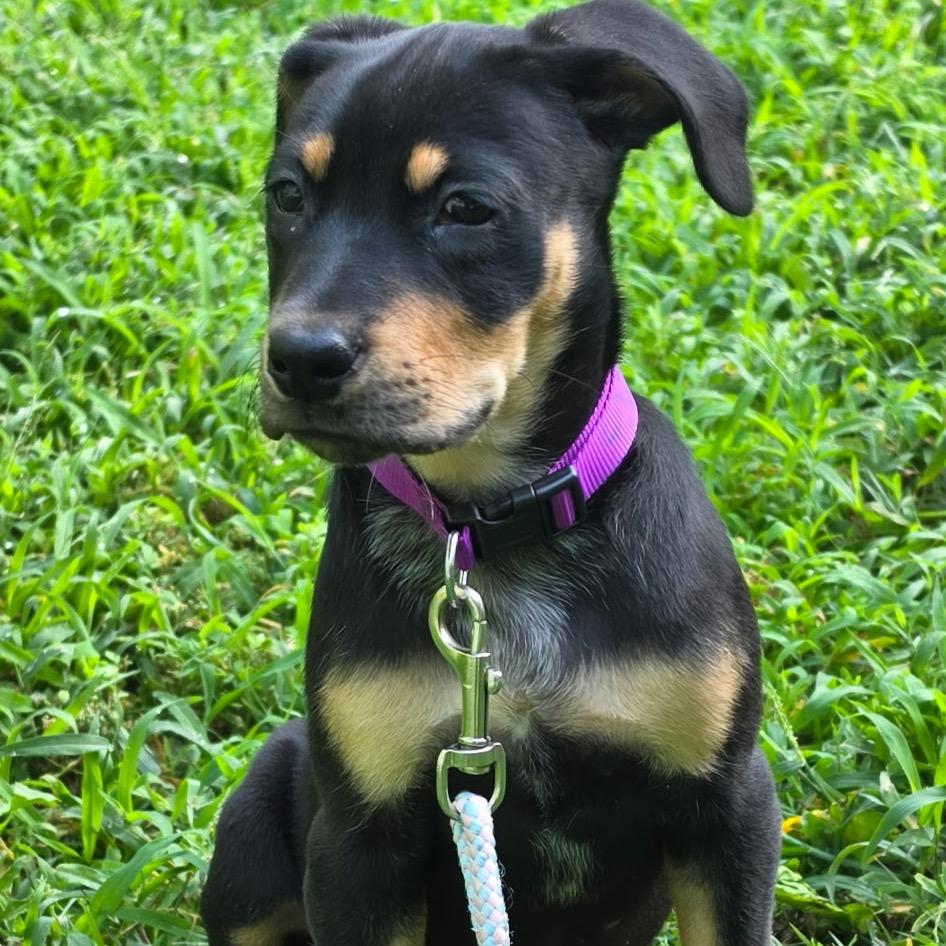 Enlarge Roxie 2314, a Adoptable Mixed Breed in Kansas City, MO image 6/6