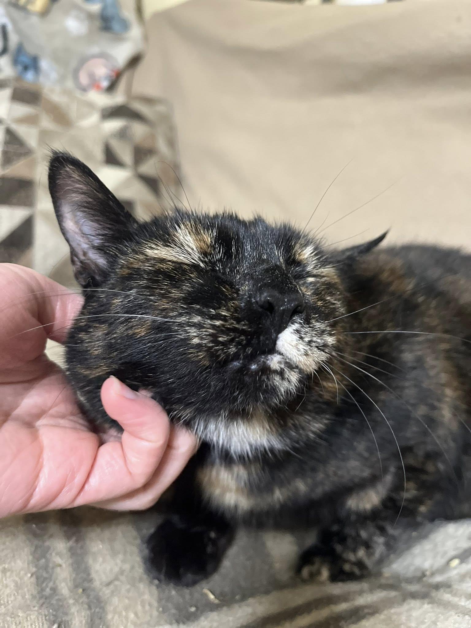 Corduroy thumbnail 5