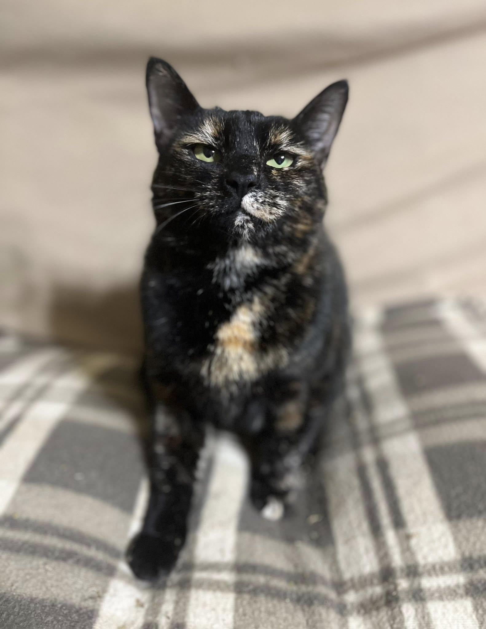 Corduroy thumbnail 3