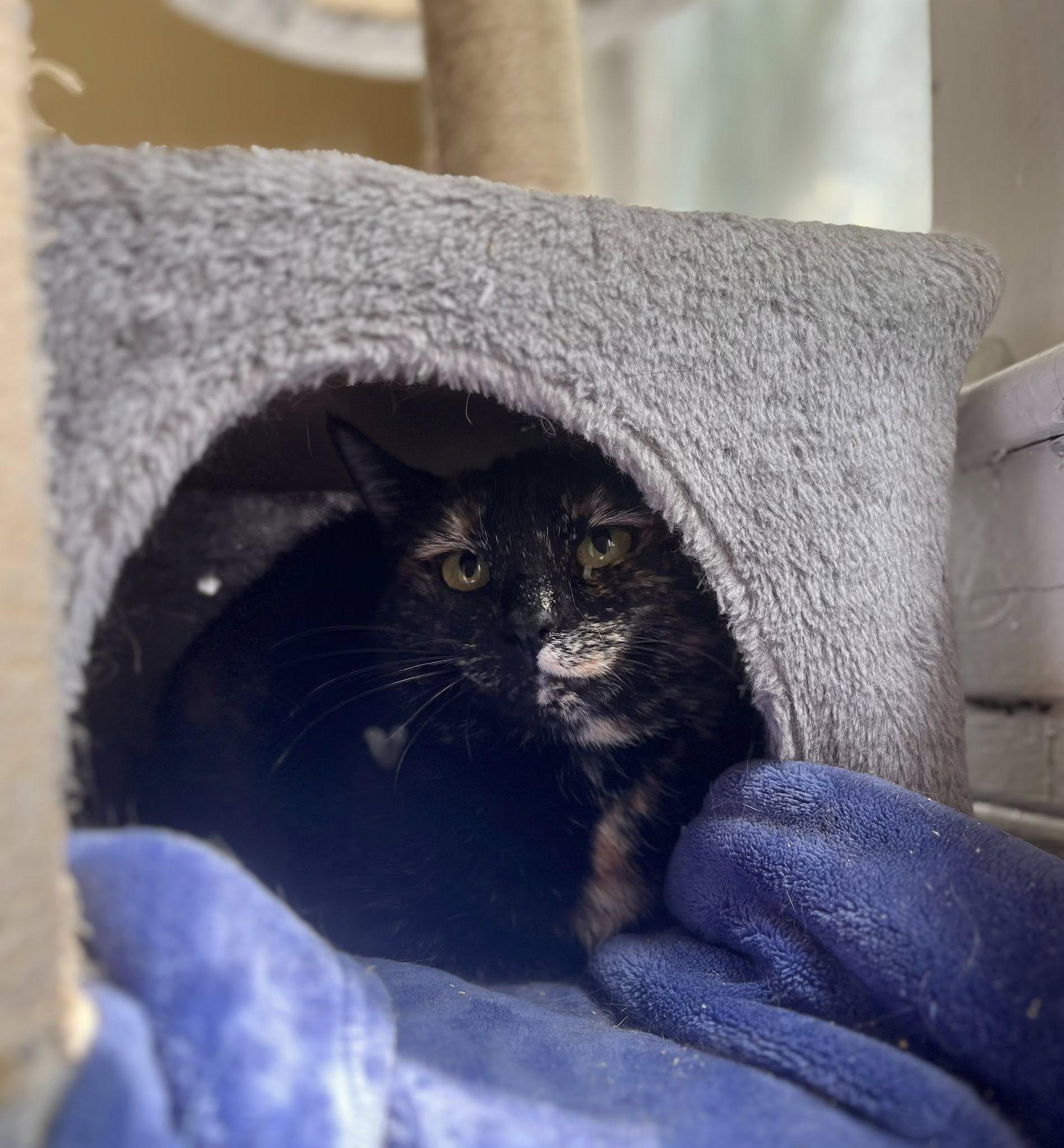 Corduroy thumbnail 6