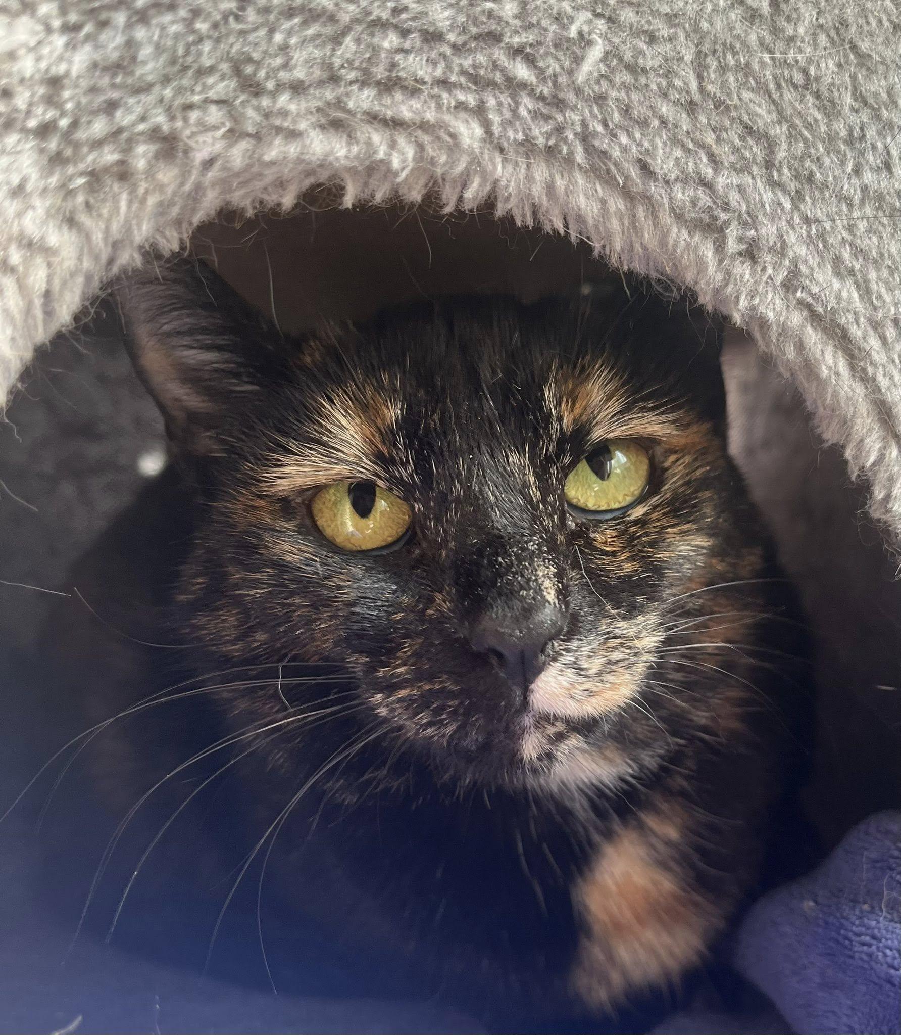 Corduroy thumbnail 4