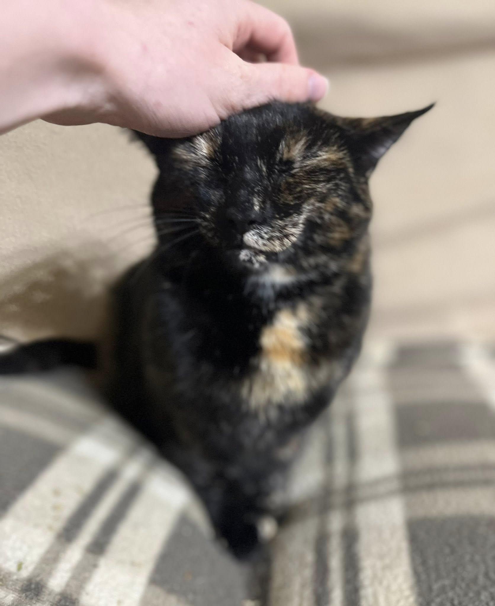 Corduroy thumbnail 2