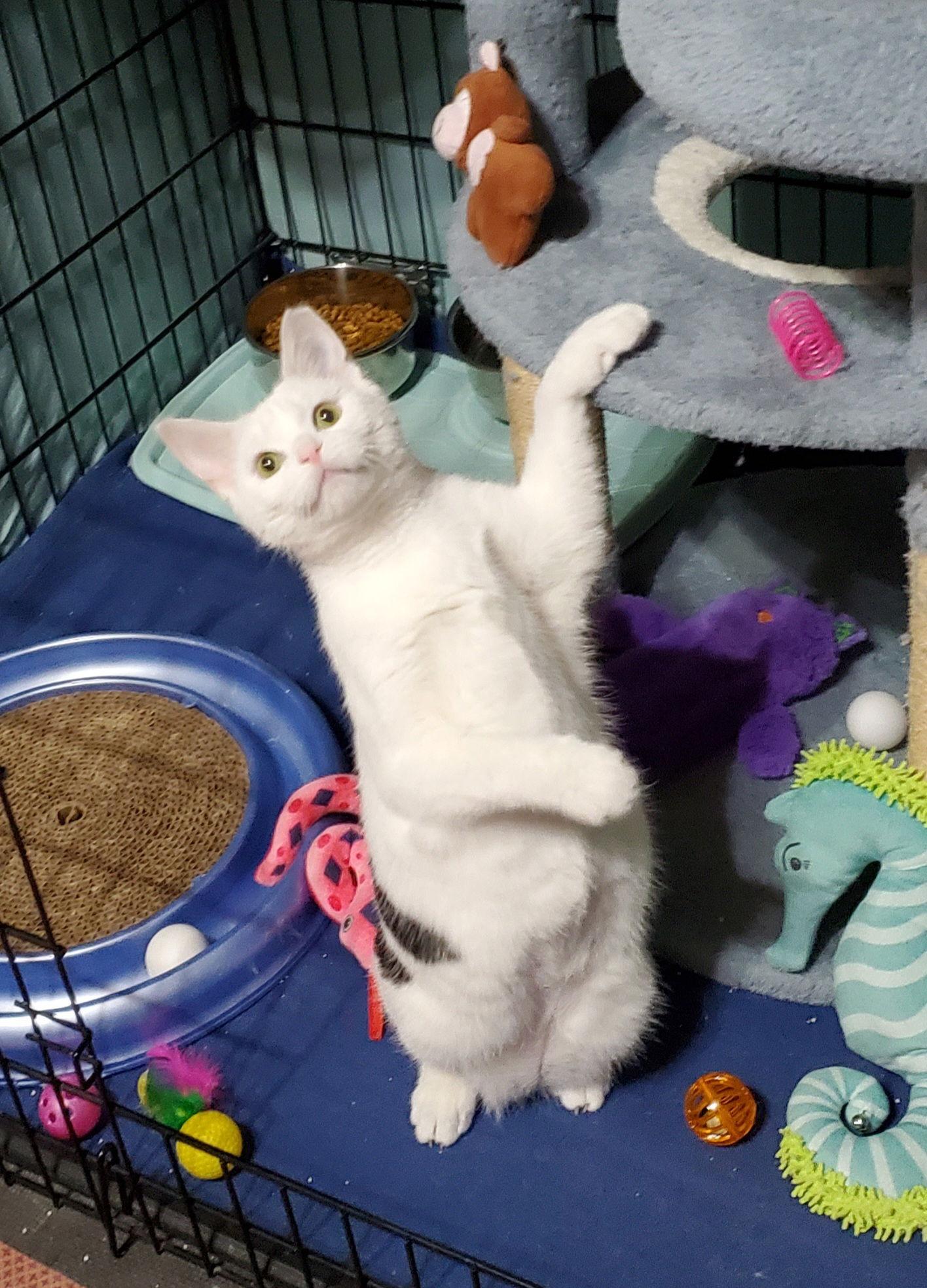 Enlarge Clarabelle, a Adoptable Domestic Short Hair in Spring City, PA image 1/3