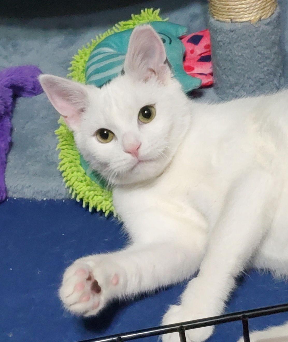 Enlarge Clarabelle, a Adoptable Domestic Short Hair in Spring City, PA image 2/3