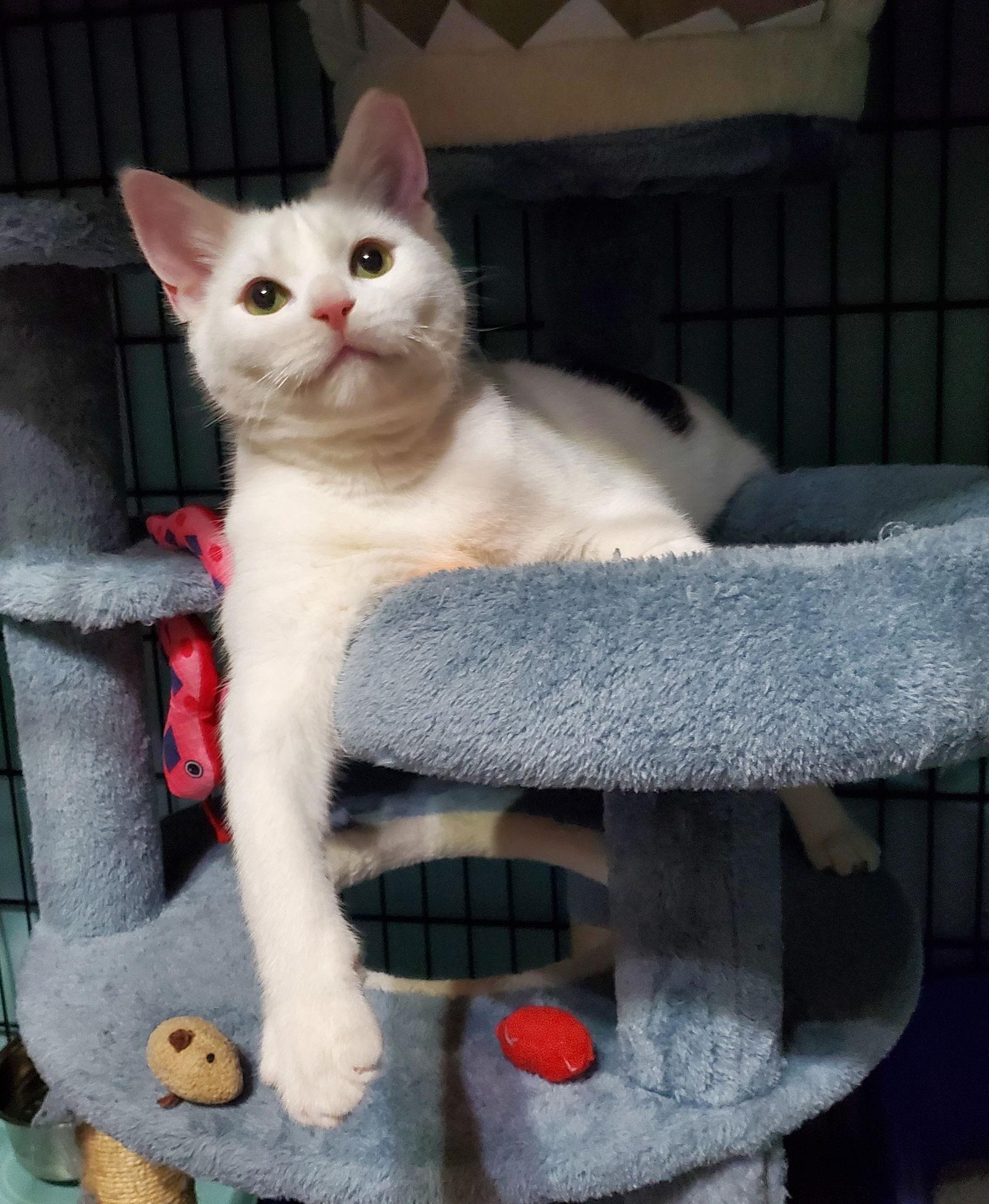 Enlarge Clarabelle, a Adoptable Domestic Short Hair in Spring City, PA image 3/3