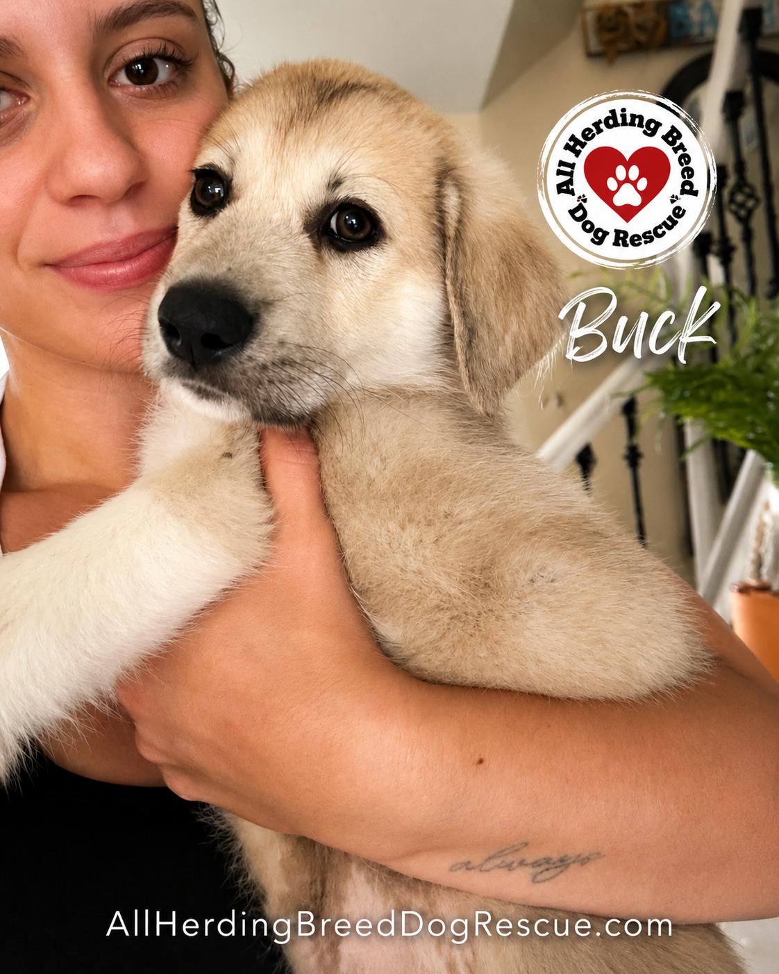 Buck, a ADOPTABLE mixed breed in Joliet, IL image 3/3