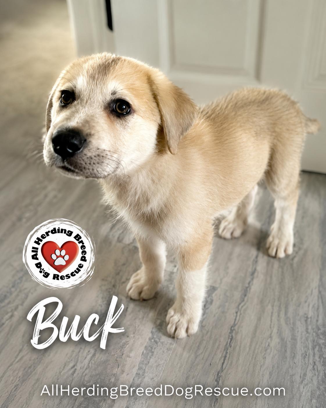 Buck, a ADOPTABLE mixed breed in Joliet, IL image 2/3