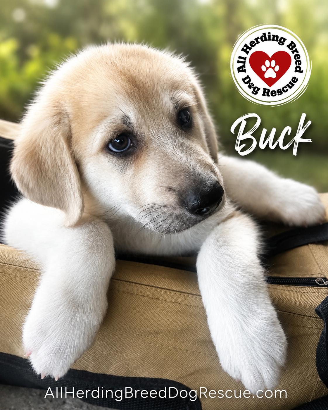 Buck, a ADOPTABLE mixed breed in Joliet, IL image 1/3