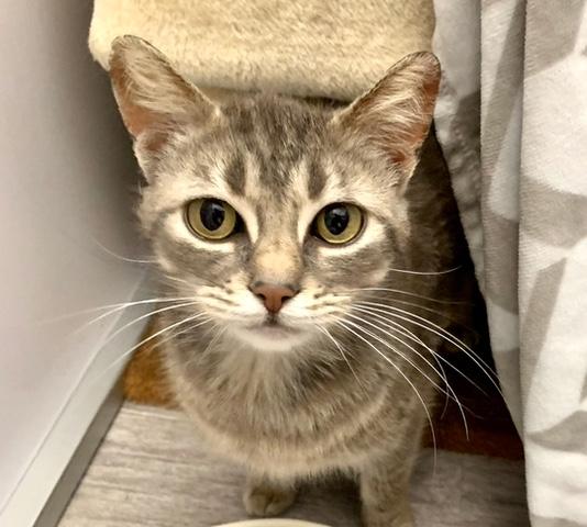 Enlarge Roo *, a Adoptable Domestic Short Hair in Douglas, MI image 1/1