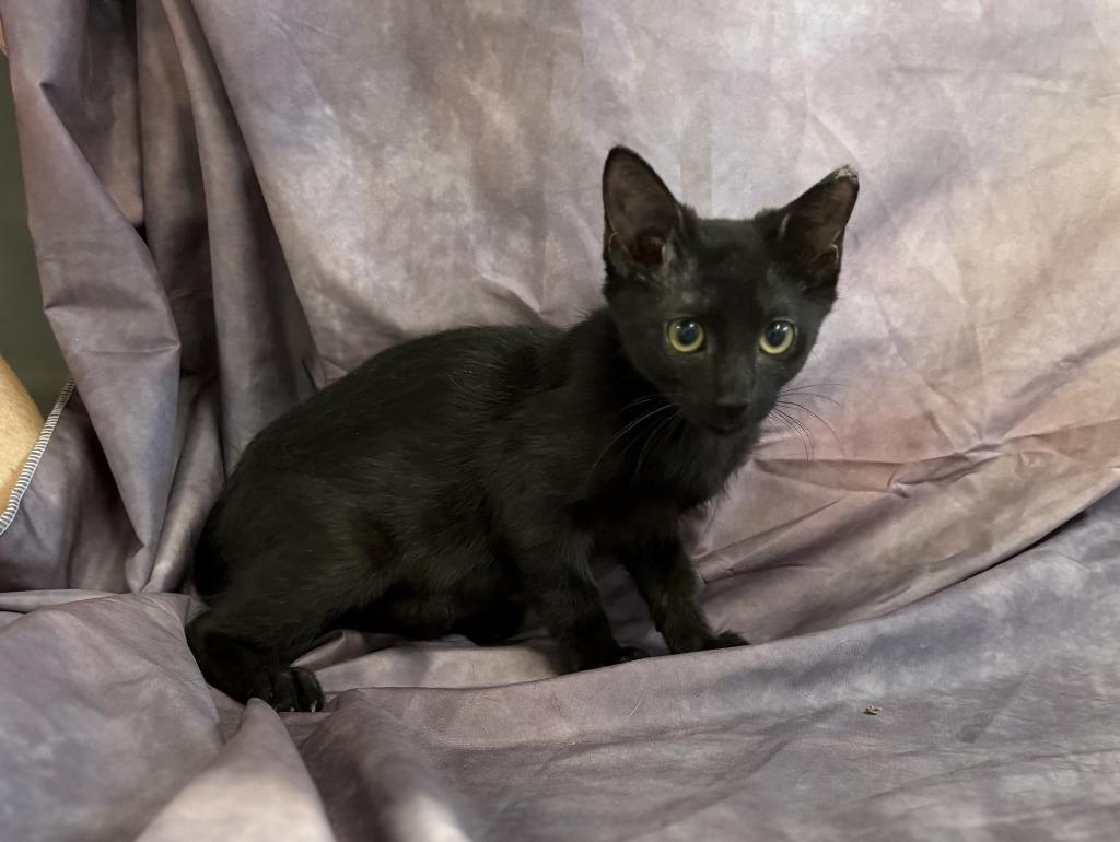 Andi, Adoptable, Kitten Female Domestic Short Hair.