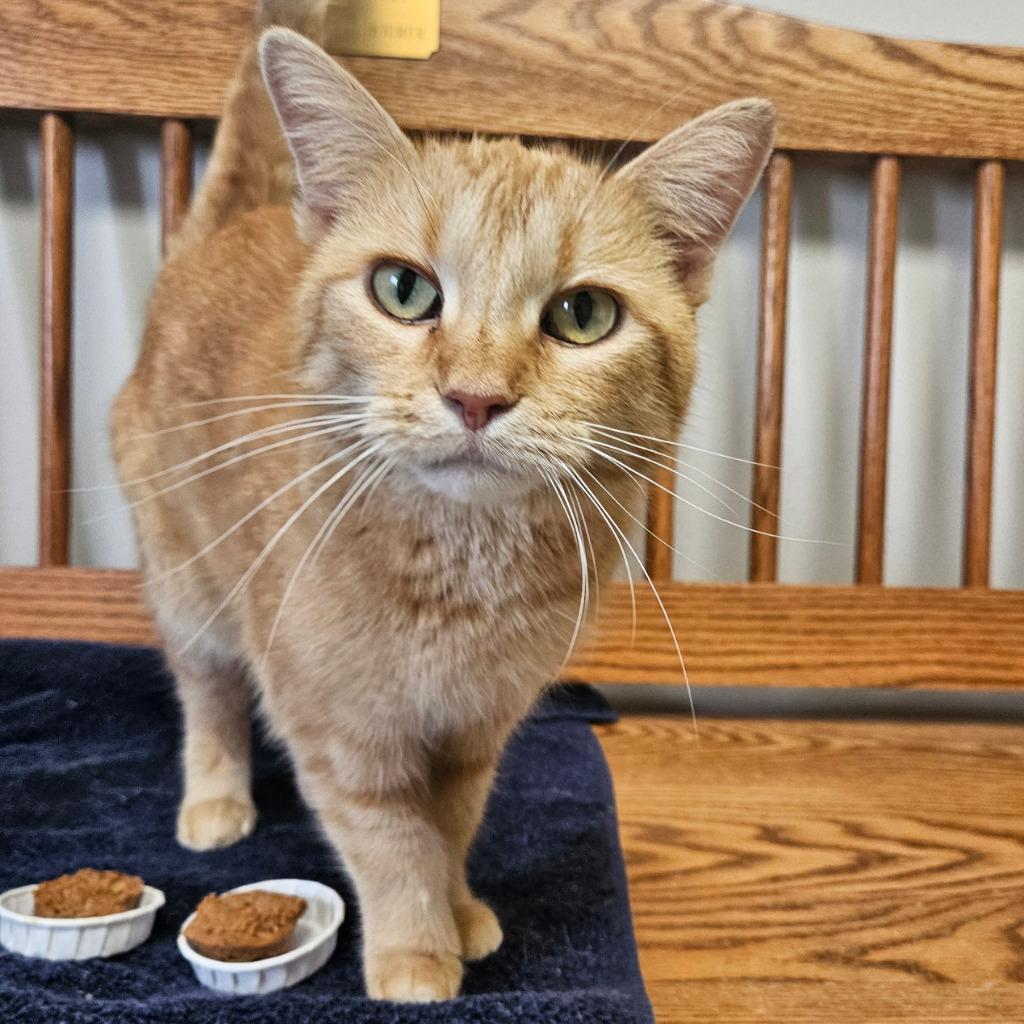 Goldie, Adopted, Adult Female Domestic Short Hair.