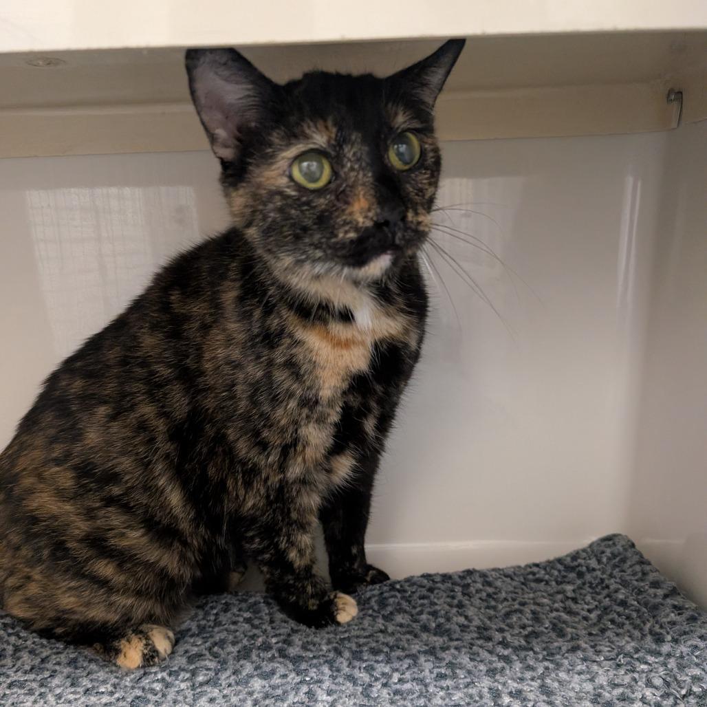 Mary Jane, Adoptable, Adult Female Domestic Short Hair.
