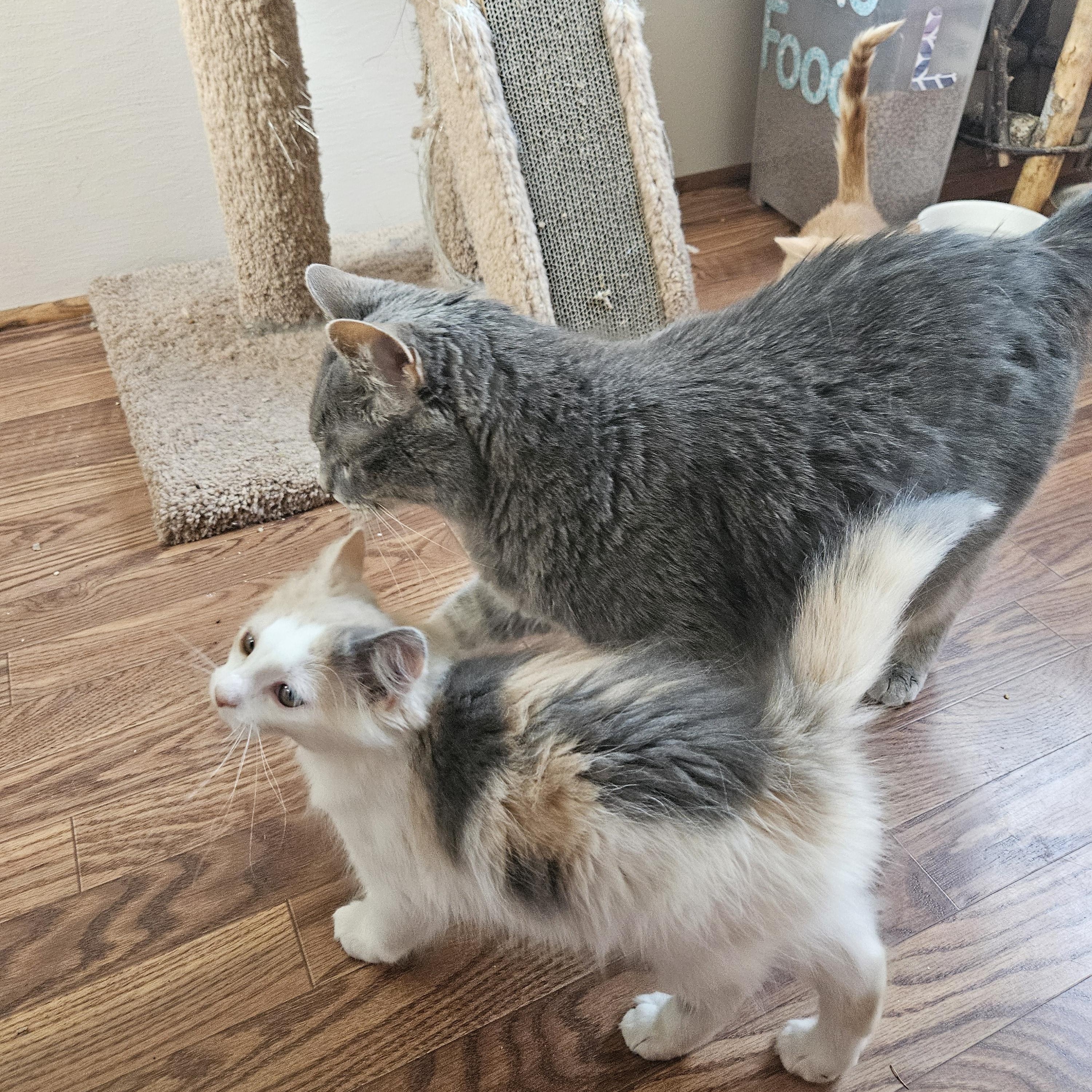 Enlarge Mimi, an adopted Domestic Medium Hair in Sterling Heights, MI image 2/2