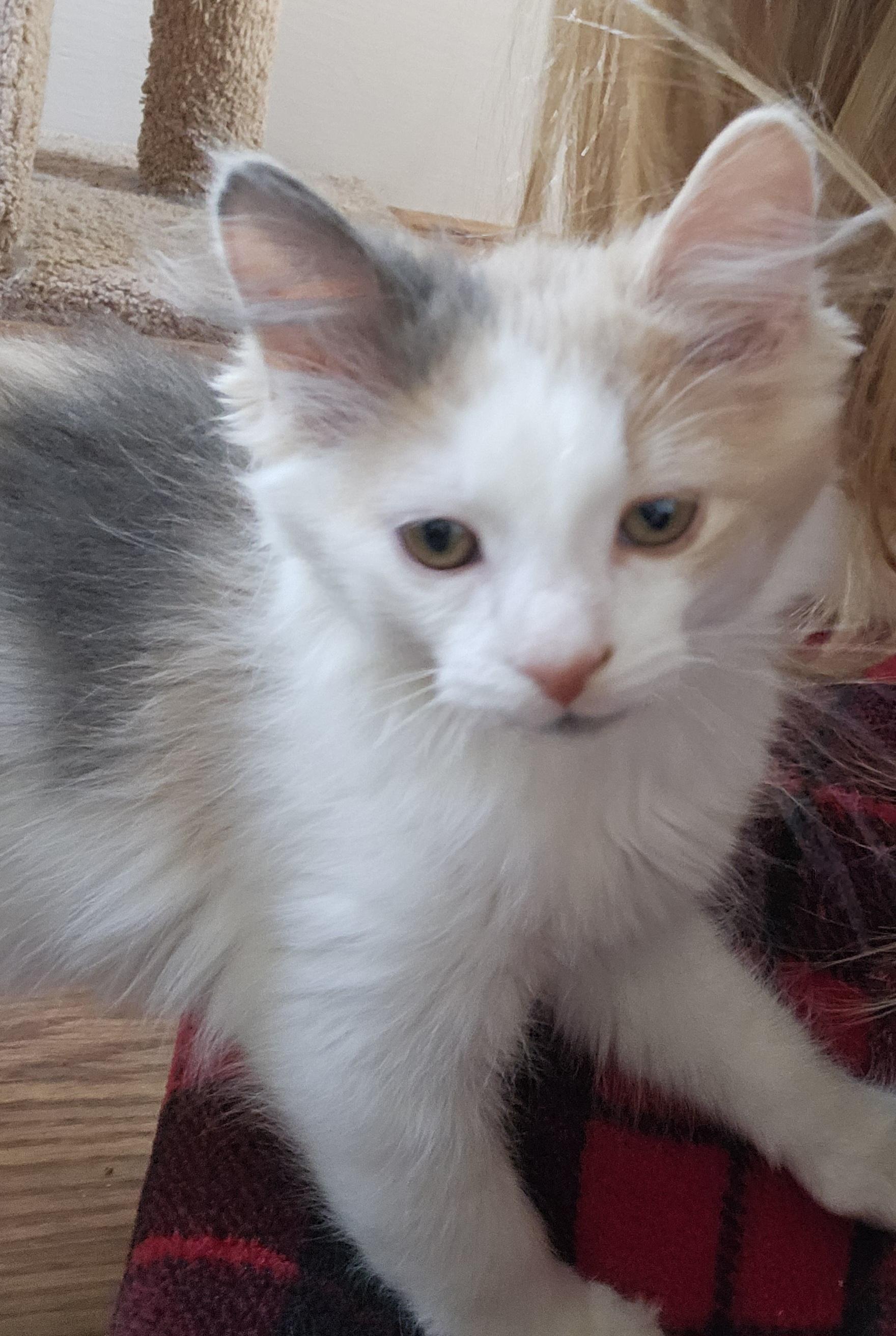 Mimi, adopted, Kitten Female Domestic Medium Hair.