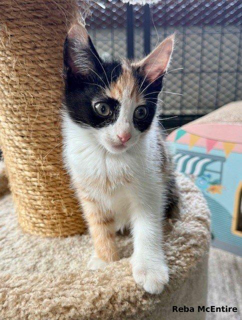 Reba McEntire, a Adopted mixed breed in Brightwaters, NY image 4/5