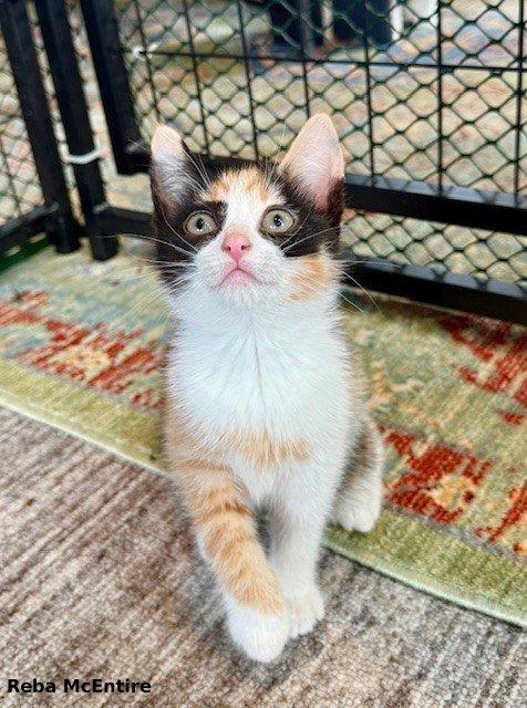 Reba McEntire, a Adopted mixed breed in Brightwaters, NY image 3/5