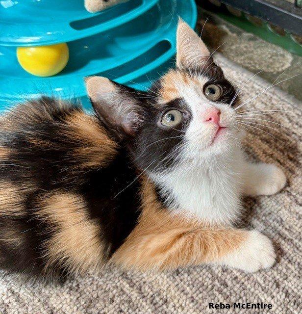 Reba McEntire, a Adopted mixed breed in Brightwaters, NY image 2/5