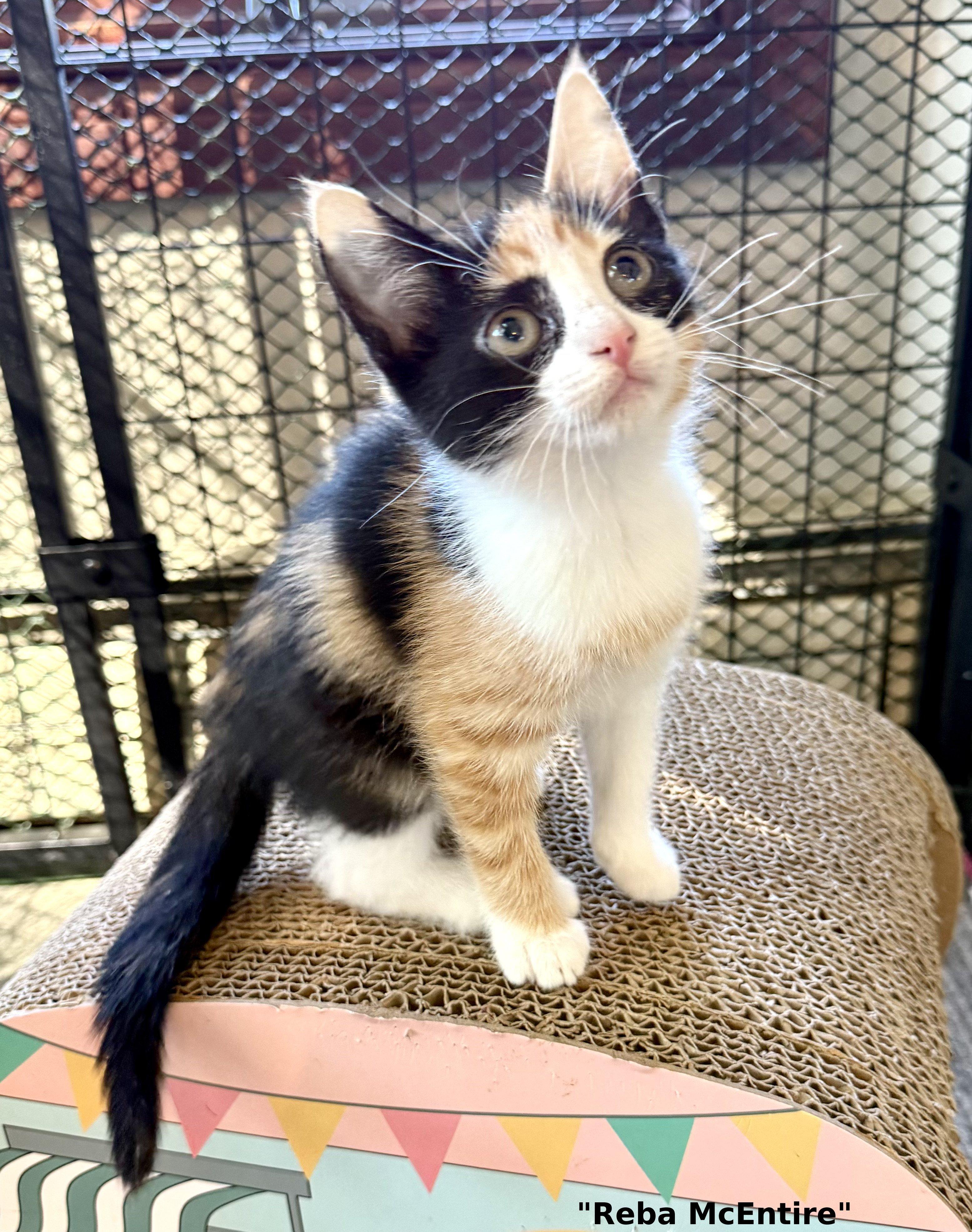 Reba McEntire, a Adopted mixed breed in Brightwaters, NY image 1/5