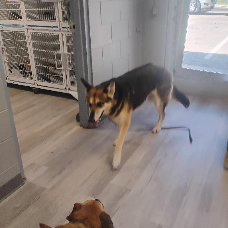 Skye 9-3-2026, Adopted, Adult Female German Shepherd Dog.