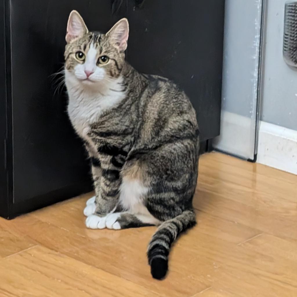 Namine, a Adoptable Domestic Short Hair in Reisterstown, MD image 2/2