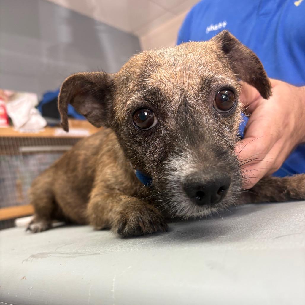 Enlarge Kim Tate - Chino Hills Location, a Adoptable mixed breed in Chino Hills, CA image 1/4