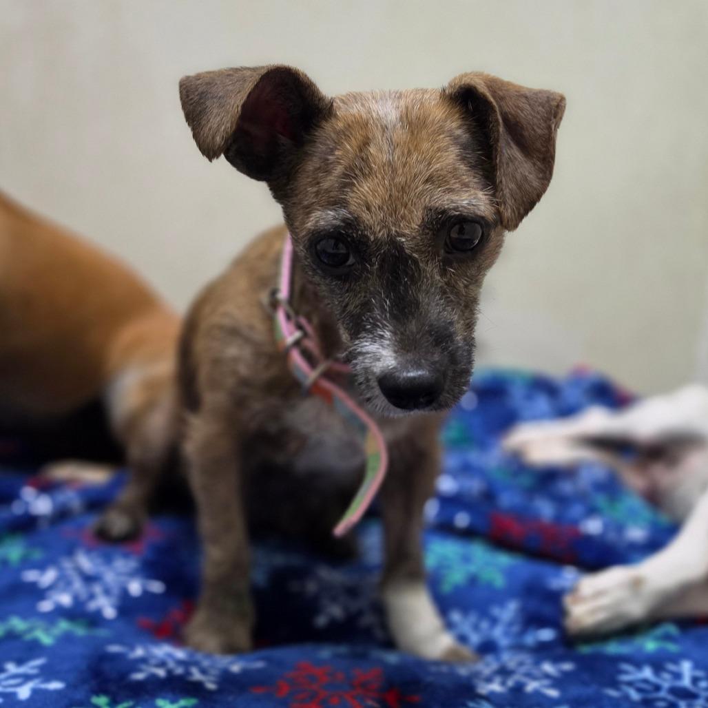 Enlarge Kim Tate - Chino Hills Location, a Adoptable mixed breed in Chino Hills, CA image 2/4