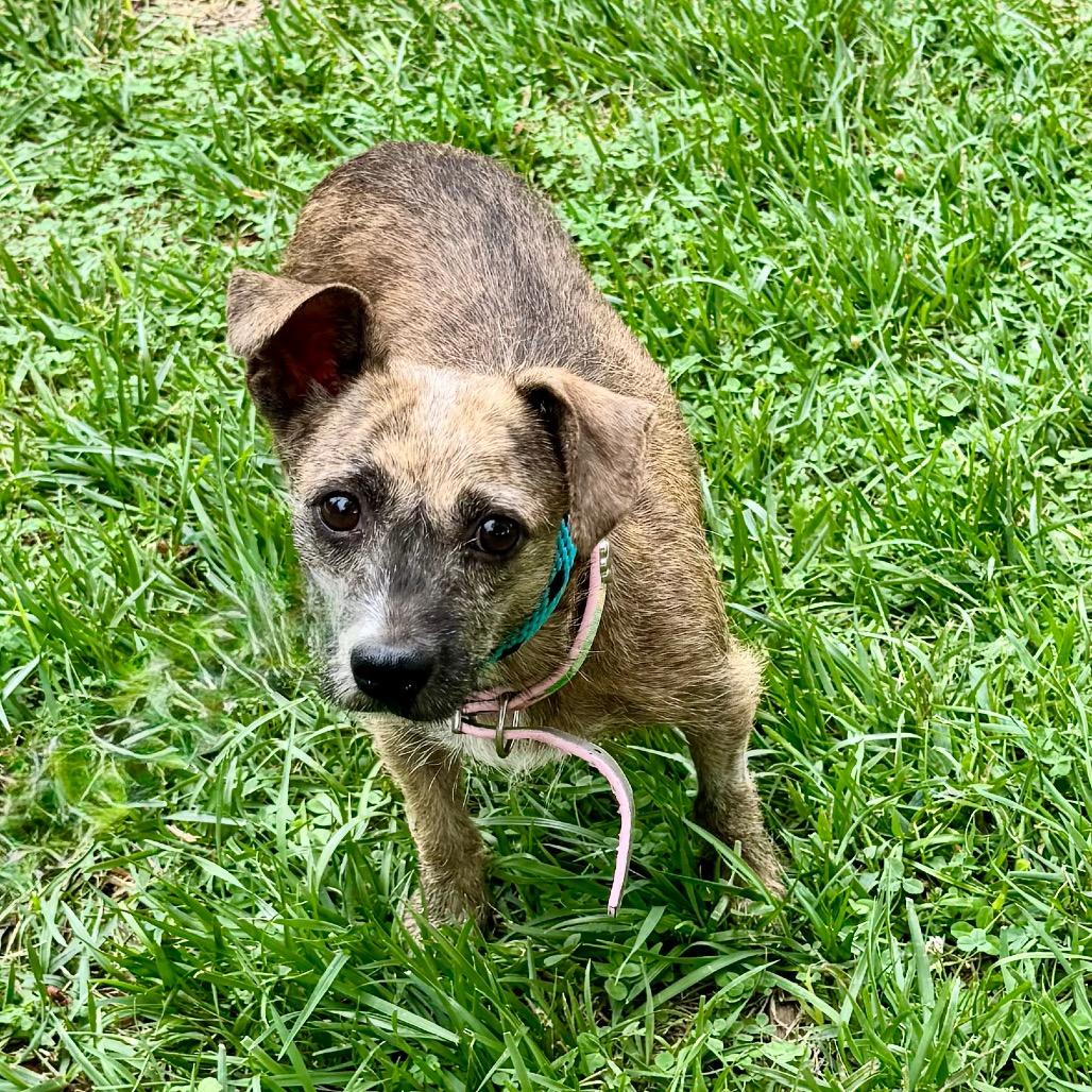 Enlarge Kim Tate - Chino Hills Location, a Adoptable mixed breed in Chino Hills, CA image 3/4
