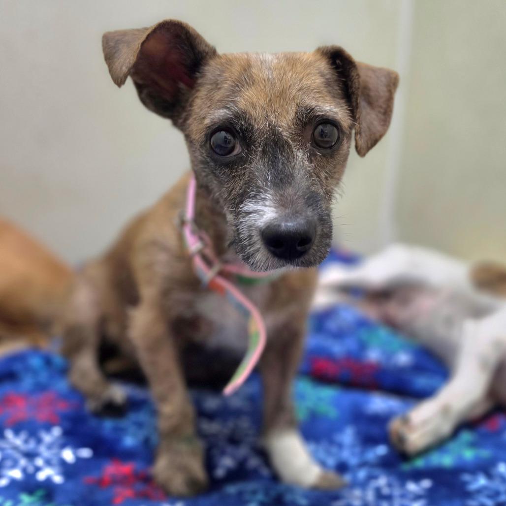 Enlarge Kim Tate - Chino Hills Location, a Adoptable mixed breed in Chino Hills, CA image 4/4