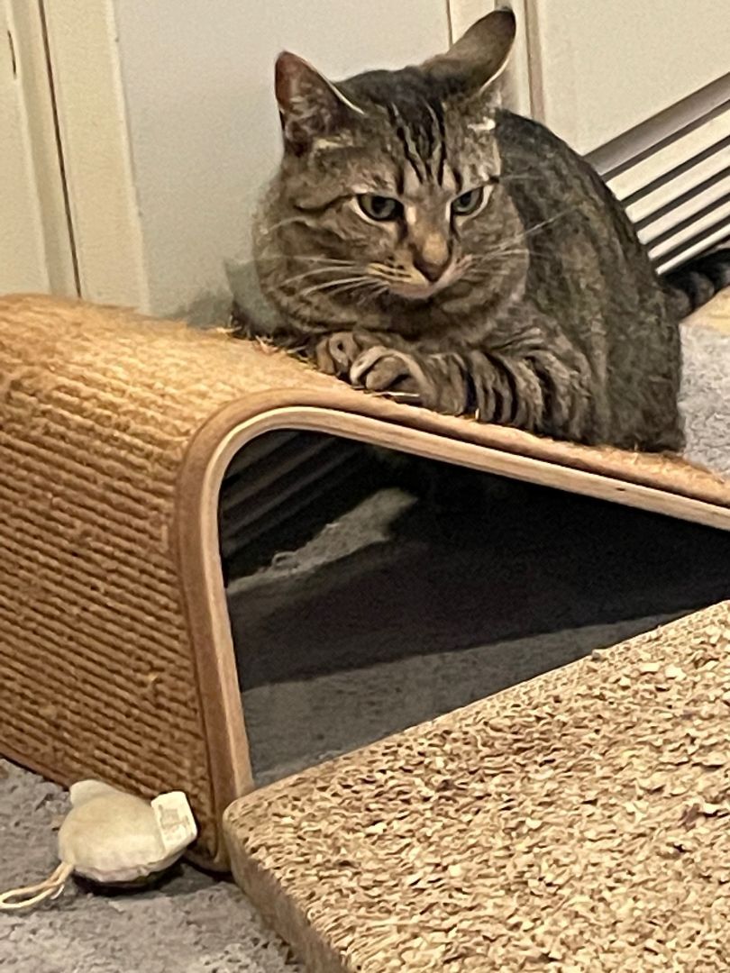 Giannis, Adoptable, Adult Female Domestic Short Hair.