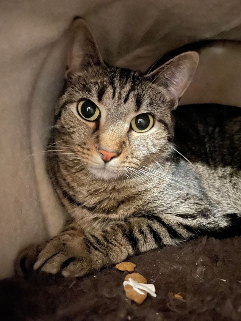 Giannis, a Adoptable Domestic Short Hair in Kenosha , WI image 2/8