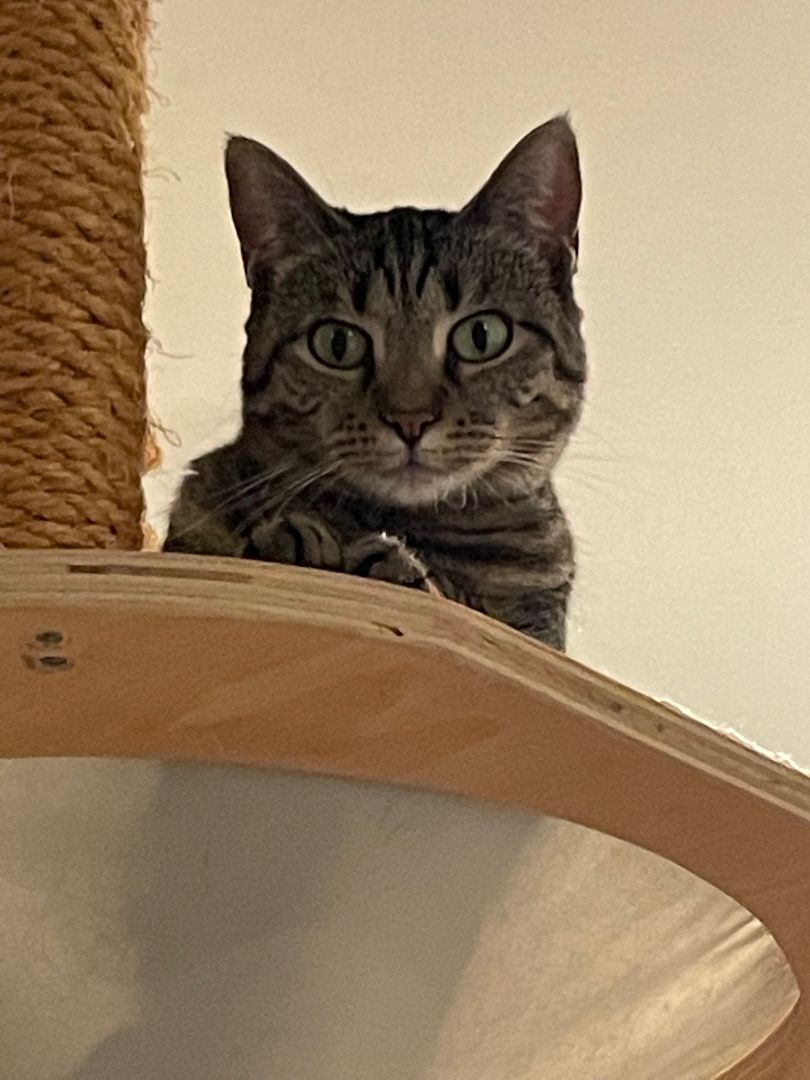 Giannis, a Adoptable Domestic Short Hair in Kenosha , WI image 3/8