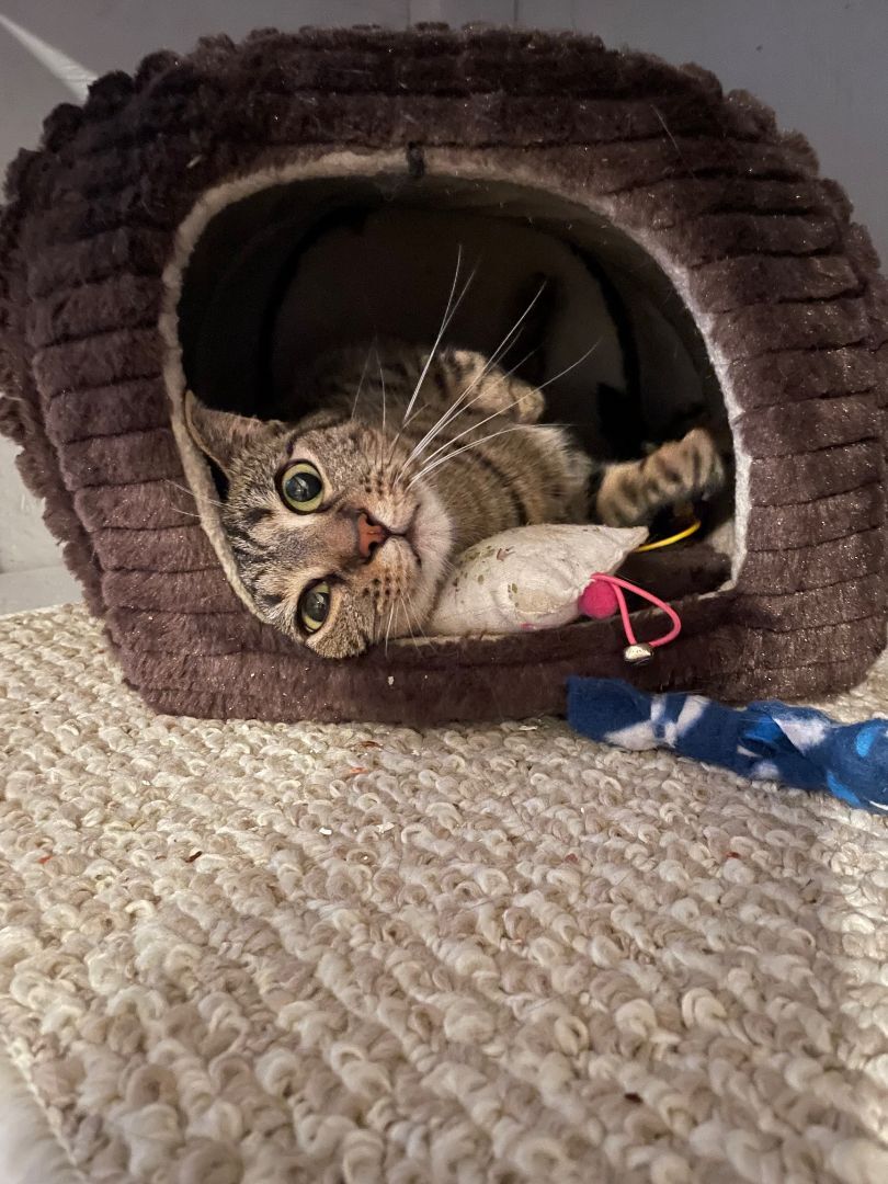 Giannis, a Adoptable Domestic Short Hair in Kenosha , WI image 4/8