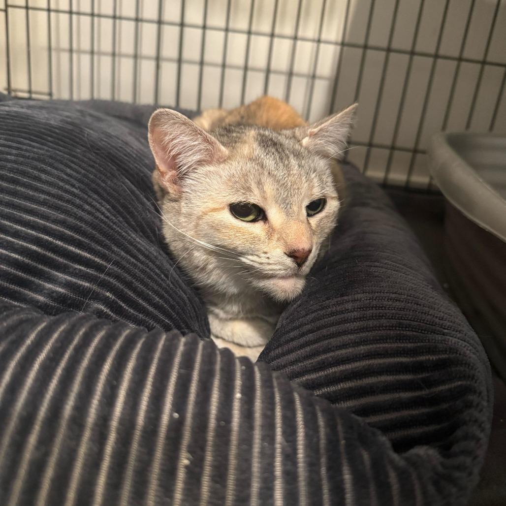 Enlarge Frappe, a Adoptable mixed breed in Louisville, KY image 1/3