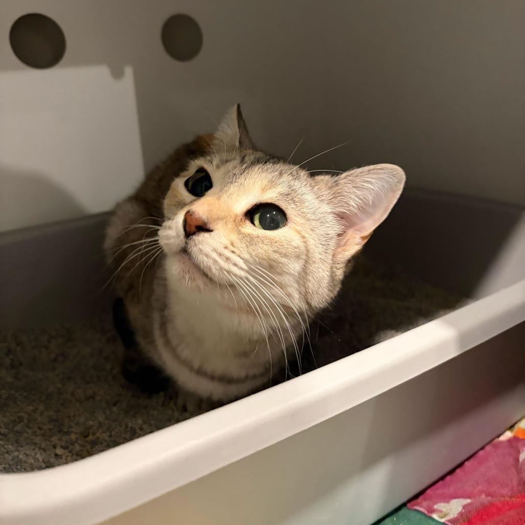 Enlarge Frappe, a Adoptable mixed breed in Louisville, KY image 2/3