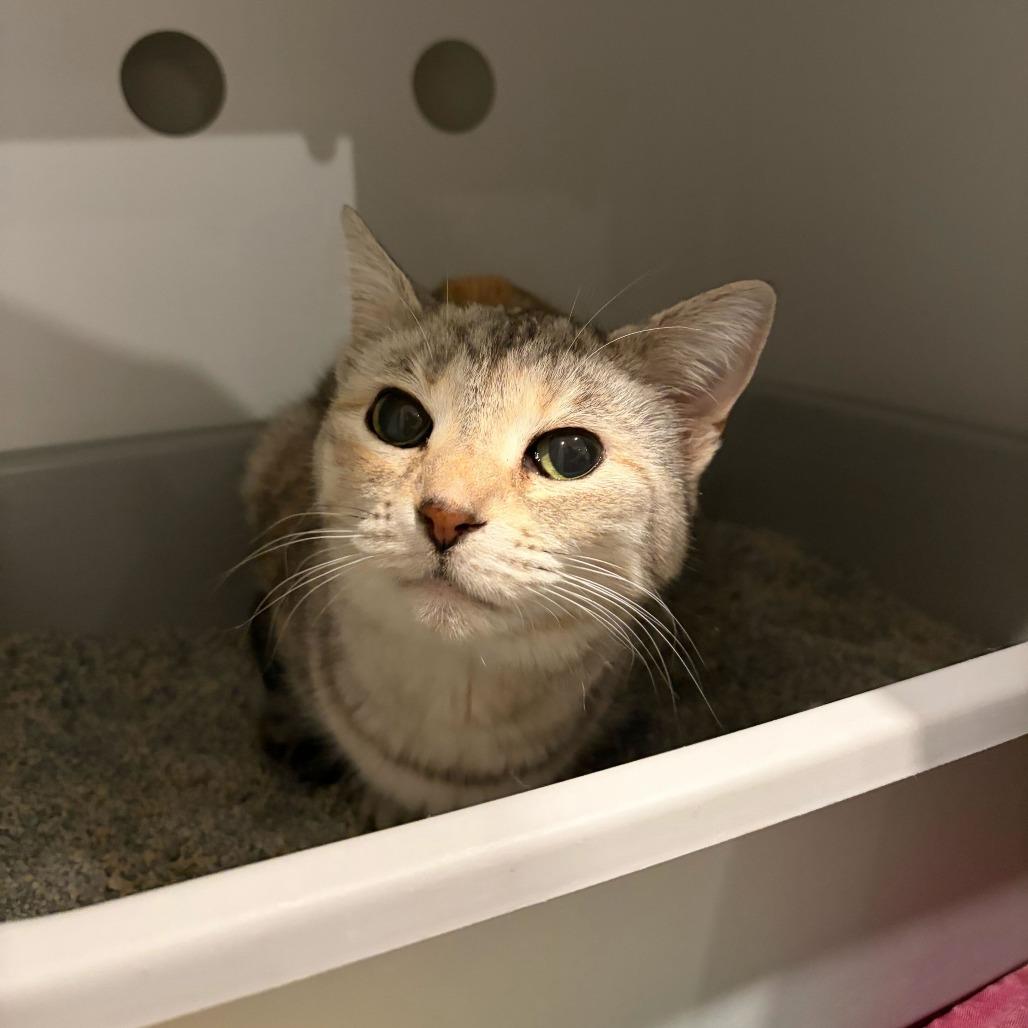 Enlarge Frappe, a Adoptable mixed breed in Louisville, KY image 3/3