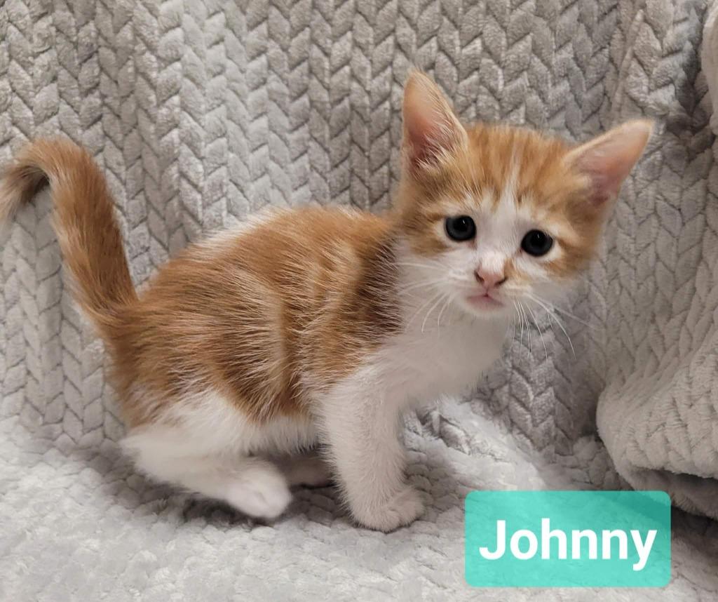 Enlarge Johnny, a Adoptable mixed breed in Richmond, IN image 2/3