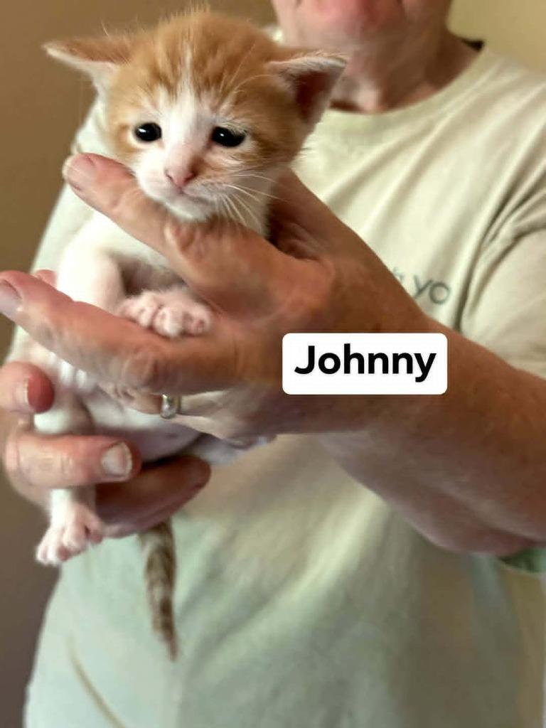 Enlarge Johnny, a Adoptable mixed breed in Richmond, IN image 3/3