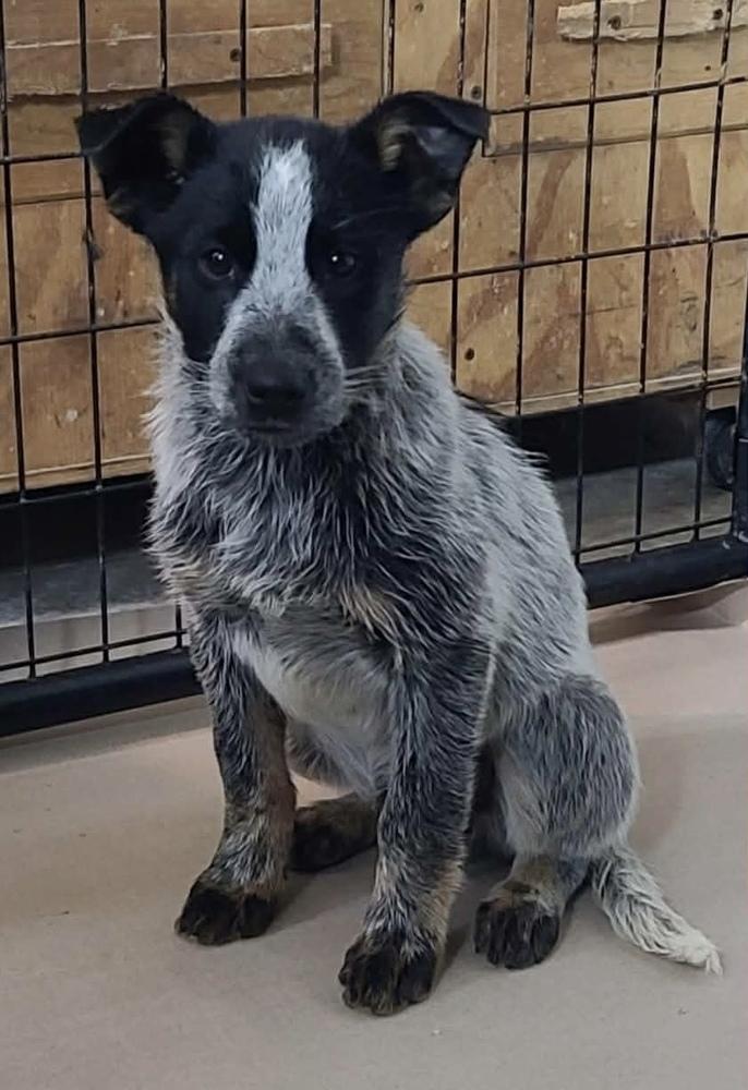 Jack, Adoptable, Puppy Male Australian Cattle Dog / Blue Heeler & Border Collie.