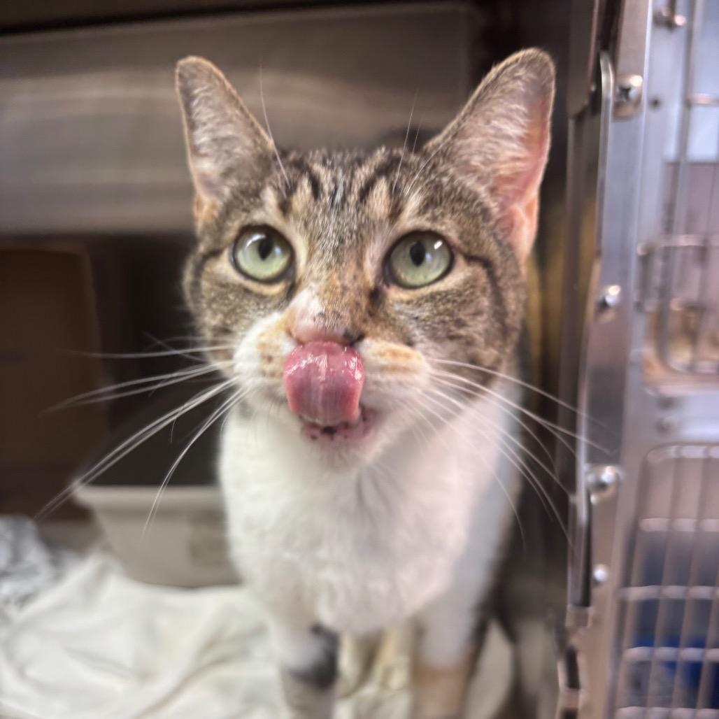 Enlarge Baby, a Adoptable Domestic Short Hair in Philadelphia, PA image 1/6