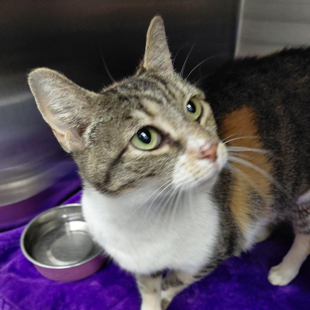 Enlarge Baby, a Adoptable Domestic Short Hair in Philadelphia, PA image 2/6