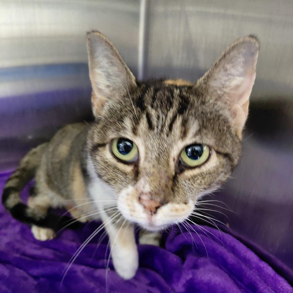 Enlarge Baby, a Adoptable Domestic Short Hair in Philadelphia, PA image 3/6