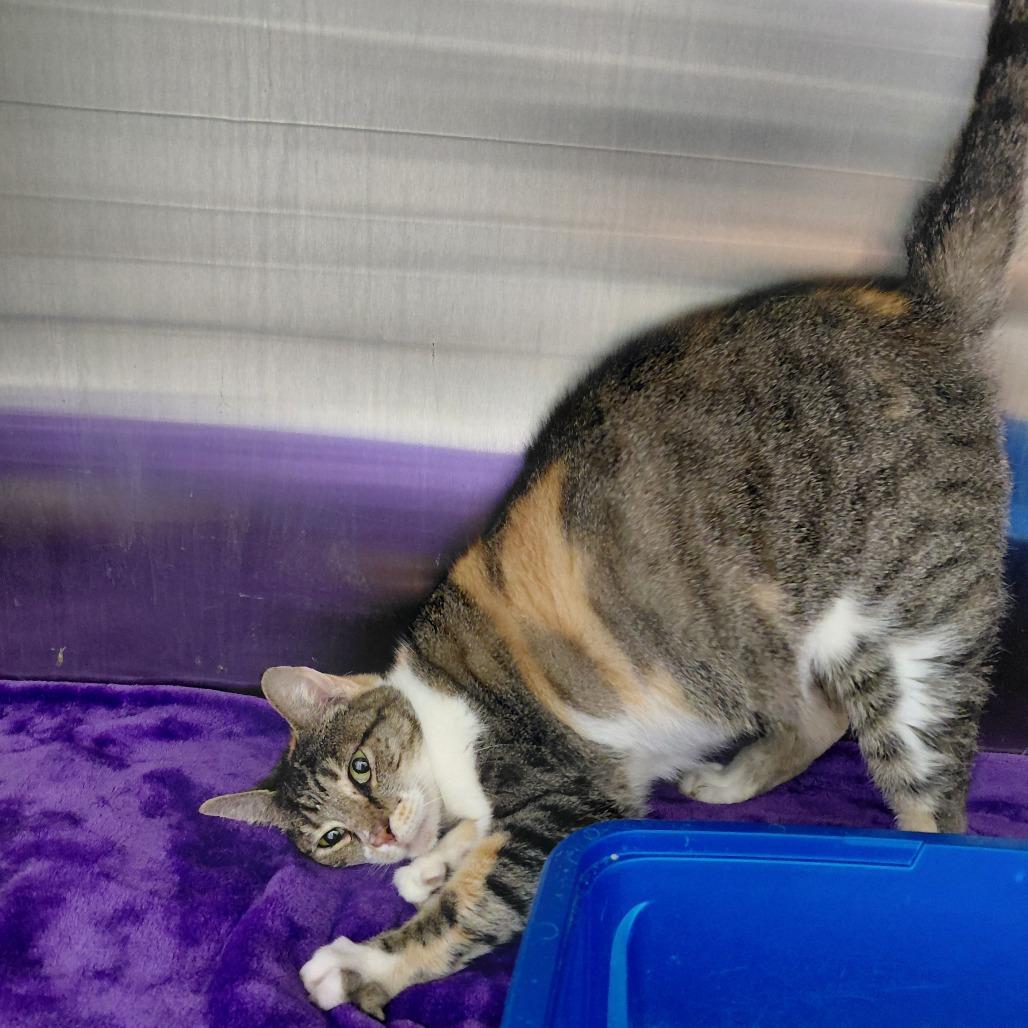 Enlarge Baby, a Adoptable Domestic Short Hair in Philadelphia, PA image 4/6