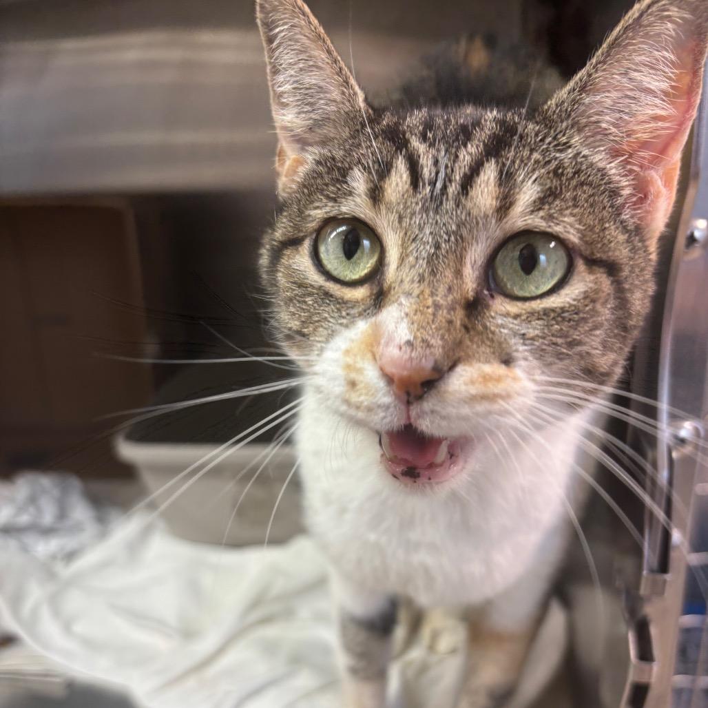 Enlarge Baby, a Adoptable Domestic Short Hair in Philadelphia, PA image 5/6