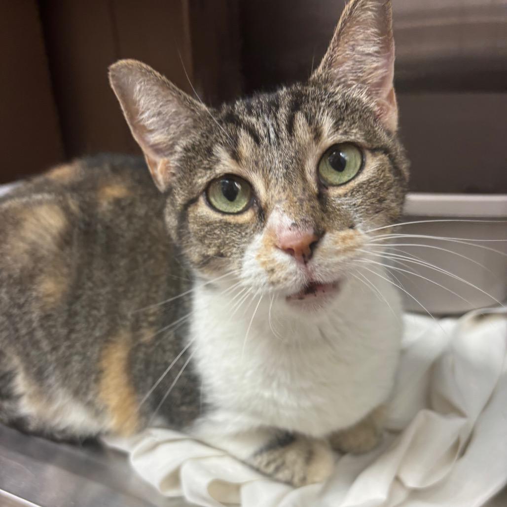 Enlarge Baby, a Adoptable Domestic Short Hair in Philadelphia, PA image 6/6