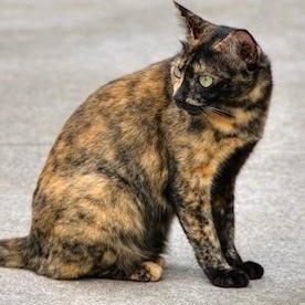 Enlarge Darla, a ADOPTABLE Tortoiseshell in Gastonia, NC image 1/2